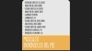• Extensor corto de los dedos
• Abductor del dedo gordo
• Flexor corto de los dedos
• Abductor del quinto dedo
• Cuadrado Plantar
• Lumbricales (4)
• Flexor corto del dedo gordo
• Aductor del dedo gordo
• Flexor corto del quinto dedo
• Interóseos dorsales (4)
• Interóseos plantares (3)
Músculos
intrínsecos del pie
 