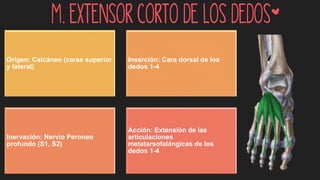 M. extensor corto de los dedos*
Origen: Calcáneo (caras superior
y lateral)
Inserción: Cara dorsal de los
dedos 1-4
Inervación: Nervio Peroneo
profundo (S1, S2)
Acción: Extensión de las
articulaciones
metatarsofalángicas de los
dedos 1-4
 