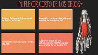 M. Flexor corto de los dedos*
Origen: Calcáneo (tuberosidad
en la cara inferior)
Inserción: Lados de las falanges
medias de los dedos 2-5
Inervación: Nervio plantar medial
(S2, S3)
Acción: Flexión de las
articulaciones interfalángicas
proximales de los dedos 2-5
 