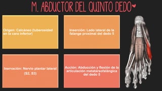 M. Abductor del quinto dedo*
Origen: Calcáneo (tuberosidad
en la cara inferior)
Inserción: Lado lateral de la
falange proximal del dedo 5
Inervación: Nervio plantar lateral
(S2, S3)
Acción: Abducción y flexión de la
articulación metatarsofalángica
del dedo 5
 