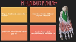 M. Cuadrado plantar*
Origen: Calcáneo (caras medial e
inferior)
Inserción: Tendón del flexor
largo de los dedos
Inervación: Nervio plantar lateral
(S2, S3)
Acción: Flexión de las
articulaciones de los dedos 2-5
 