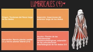 Lumbricales (4)*
Origen: Tendones del flexor largo
de los dedos
Inserción: Inserciones del
extensor largo de los dedos
Inervación: Nervio plantar medial
(1) y nervio plantar lateral (2-4)
Acción: Flexión de las
articulaciones
metatarsofalángicas; extensión
de las articulaciones
interfalángicas de los dedos 2-5
 