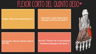 Flexor corto del quinto dedo*
Origen: Base del metatarsiano V
Inserción: Lado lateral de la
falange proximal del dedo 5
Inervación: Nervio plantar lateral
(S1-S2)
Acción: Flexión de la articulación
metatarsofalángica del dedo 5
 