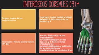 Interóseos dorsales (4)*
Origen: Lados de los
metatarsianos
Inserción: Lados medial y lateral
del dedo 2; lado lateral de los
dedos 3 y 4
Inervación: Nervio plantar lateral
(S1-S2)
Acción: Abducción de las
articulaciones
metatarsofalángicas de los
dedos 3 y 4; flexión de las
articulaciones
metatarsofalángicas y extensión
de las articulaciones
interfalángicas de los dedos 2 a 4
 