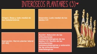 Interóseos plantares (3)*
Origen: Base y lado medial de
los metatarsianos
Inserción: Lado medial de los
dedos 3-5
Inervación: Nervio plantar lateral
(S1-S2)
Acción: Aducción de las
articulaciones
metatarsofalángicas de los
dedos 3-5; flexión de las
articulaciones
metatarsofalángicas y extensión
de las articulaciones
interfalángicas
 