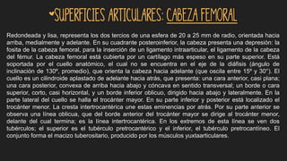 *Superficies articulares: Cabeza femoral
Redondeada y lisa, representa los dos tercios de una esfera de 20 a 25 mm de radio, orientada hacia
arriba, medialmente y adelante. En su cuadrante posteroinferior, la cabeza presenta una depresión: la
fosita de la cabeza femoral, para la inserción de un ligamento intraarticular, el ligamento de la cabeza
del fémur. La cabeza femoral está cubierta por un cartílago más espeso en su parte superior. Está
soportada por el cuello anatómico, el cual no se encuentra en el eje de la diáfisis (ángulo de
inclinación de 130º, promedio), que orienta la cabeza hacia adelante (que oscila entre 15º y 30°). El
cuello es un cilindroide aplastado de adelante hacia atrás, que presenta: una cara anterior, casi plana;
una cara posterior, convexa de arriba hacia abajo y cóncava en sentido transversal; un borde o cara
superior, corto, casi horizontal, y un borde inferior oblicuo, dirigido hacia abajo y lateralmente. En la
parte lateral del cuello se halla el trocánter mayor. En su parte inferior y posterior está localizado el
trocánter menor. La cresta intertrocantérica une estas eminencias por atrás. Por su parte anterior se
observa una línea oblicua, que del borde anterior del trocánter mayor se dirige al trocánter menor,
delante del cual termina; es la línea intertrocantérica. En los extremos de esta línea se ven dos
tubérculos; el superior es el tubérculo pretrocantérico y el inferior, el tubérculo pretrocantíneo. El
conjunto forma el macizo tuberositario, producido por los músculos yuxtaarticulares.
 