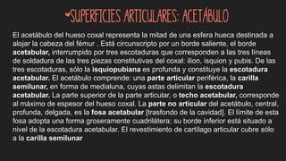 El acetábulo del hueso coxal representa la mitad de una esfera hueca destinada a
alojar la cabeza del fémur . Está circunscripto por un borde saliente, el borde
acetabular, interrumpido por tres escotaduras que corresponden a las tres líneas
de soldadura de las tres piezas constitutivas del coxal: ilion, isquion y pubis. De las
tres escotaduras, sólo la isquiopubiana es profunda y constituye la escotadura
acetabular. El acetábulo comprende: una parte articular periférica, la carilla
semilunar, en forma de medialuna, cuyas astas delimitan la escotadura
acetabular. La parte superior de la parte articular, o techo acetabular, corresponde
al máximo de espesor del hueso coxal. La parte no articular del acetábulo, central,
profunda, delgada, es la fosa acetabular [trasfondo de la cavidad]. El límite de esta
fosa adopta una forma groseramente cuadrilátera; su borde inferior está situado a
nivel de la escotadura acetabular. El revestimiento de cartílago articular cubre sólo
a la carilla semilunar
*Superficies articulares: acetábulo
 