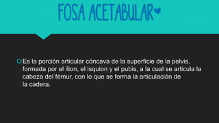 Fosa acetabular*
Es la porción articular cóncava de la superficie de la pelvis,
formada por el ilion, el isquion y el pubis, a la cual se articula la
cabeza del fémur, con lo que se forma la articulación de
la cadera.
 