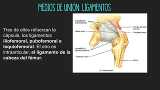 Medios de unión: Ligamentos
Tres de ellos refuerzan la
cápsula, los ligamentos
iliofemoral, pubofemoral e
isquiofemoral. El otro es
intraarticular, el ligamento de la
cabeza del fémur.
 