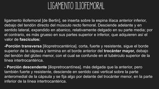 ligamento iliofemoral [de Bertin], se inserta sobre la espina ilíaca anterior inferior,
debajo del tendón directo del músculo recto femoral. Desciende adelante y en
sentido lateral, expandido en abanico, relativamente delgado en su parte media; por
el contrario, es más grueso en sus partes superior e inferior, que adquieren así el
valor de fascículos:
-Porción transversa [iliopretrocantérica]. corta, fuerte y resistente, sigue el borde
superior de la cápsula y termina en el borde anterior del trocánter mayor, debajo
del tendón del glúteo menor, con el cual se confunde en el tubérculo superior de la
línea intertrocantérica.
- Porción descendente [iliopretrocantínea]. más delgada que la anterior, pero
también fuerte y resistente, desciende en sentido casi vertical sobre la parte
anteromedial de la cápsula y se fija algo por delante del trocánter menor, en la parte
inferior de la línea intertrocantérica.
Ligamento iliofemoral
 