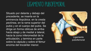 Ligamento pubofemoral
Situado por delante y debajo del
precedente, se inserta en la
eminencia iliopúbica. en la cresta
pectínea, en la rama superior del
pubis y en el cuerpo del pubis. Se
dirige en forma oblicua de arriba
hacia abajo y de medial a lateral,
hacia la zona inferomedial de la
articulación, y termina en parte
sobre la cápsula y sobre el fémur
encima del trocánter menor.
Ligamento
pubofemoral
 