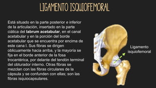 Ligamento isquiofemoral
Está situado en la parte posterior e inferior
de la articulación, insertado en la parte
ciática del labrum acetabular, en el canal
acetabular y en la porción del borde
acetabular que se encuentra por encima de
este cana l. Sus fibras se dirigen
oblicuamente hacia arriba, y la mayoría se
fija en el borde anterior de la fosa
trocantérica, por delante del tendón terminal
del obturador interno. Otras fibras se
mezclan con las fibras circulares de la
cápsula y se confunden con ellas; son las
fibras isquiocapsulares.
Ligamento
isquiofemoral
 