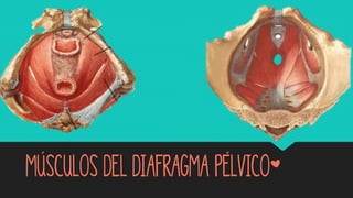 Músculos del diafragma pélvico*
 