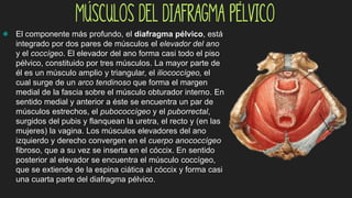 Músculos del diafragma pélvico
] El componente más profundo, el diafragma pélvico, está
integrado por dos pares de músculos el elevador del ano
y el coccígeo. El elevador del ano forma casi todo el piso
pélvico, constituido por tres músculos. La mayor parte de
él es un músculo amplio y triangular, el iliococcígeo, el
cual surge de un arco tendinoso que forma el margen
medial de la fascia sobre el músculo obturador interno. En
sentido medial y anterior a éste se encuentra un par de
músculos estrechos, el pubococcígeo y el puborrectal,
surgidos del pubis y flanquean la uretra, el recto y (en las
mujeres) la vagina. Los músculos elevadores del ano
izquierdo y derecho convergen en el cuerpo anococcígeo
fibroso, que a su vez se inserta en el cóccix. En sentido
posterior al elevador se encuentra el músculo coccígeo,
que se extiende de la espina ciática al cóccix y forma casi
una cuarta parte del diafragma pélvico.
 