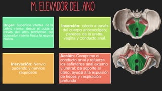 M. Elevador del ano
Origen: Superficie interna de la
pelvis interior, desde el pubis a
través del arco tendinoso del
obturador interno hasta la espina
ciática.
Inserción: cóccix a través
del cuerpo anococcígeo;
paredes de la uretra,
vagina y conducto anal.
Inervación: Nervio
pudendo y nervios
raquídeos
Acción: Comprime el
conducto anal y refuerza
los esfínteres anal externo
y uretral; da soporte al
útero; ayuda a la expulsión
de heces y respiración
profunda
 