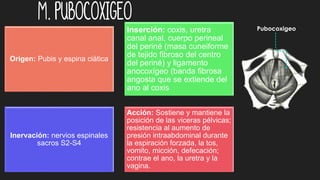 M. Pubocoxigeo
Origen: Pubis y espina ciática
Inserción: coxis, uretra
canal anal, cuerpo perineal
del periné (masa cuneiforme
de tejido fibroso del centro
del periné) y ligamento
anocoxígeo (banda fibrosa
angosta que se extiende del
ano al coxis
Inervación: nervios espinales
sacros S2-S4
Acción: Sostiene y mantiene la
posición de las viceras pélvicas;
resistencia al aumento de
presión intraabdominal durante
la espiración forzada, la tos,
vomito, micción, defecación;
contrae el ano, la uretra y la
vagina.
Pubocoxigeo
 