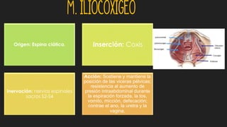 Origen: Espina ciática. :Inserción: Coxis
Inervación: nervios espinales
sacros S2-S4
Acción: Sostiene y mantiene la
posición de las viceras pélvicas;
resistencia al aumento de
presión intraabdominal durante
la espiración forzada, la tos,
vomito, micción, defecación;
contrae el ano, la uretra y la
vagina.
M. iliocoxigeo
 