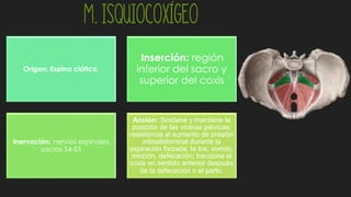 M. Isquiocoxígeo
Origen: Espina ciática.
:Inserción: región
inferior del sacro y
superior del coxis
Inervación: nervios espinales
sacros S4-S5
Acción: Sostiene y mantiene la
posición de las viceras pélvicas;
resistencia al aumento de presión
intraabdominal durante la
espiración forzada, la tos, vomito,
micción, defecación; tracciona el
coxis en sentido anterior después
de la defecación o el parto.
 