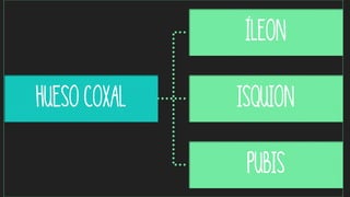 Hueso coxal
Íleon
Isquion
pubis
 