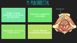 M. Puborrectal
Origen: Cuerpo
tendinoso de la fascia
del obturador.
:Inserción: Ligamento
anocoxígeo
Inervación: nervio anal
(rectal inferior)
Acción: Resiste
incrementos de presión
Puborrectal
 