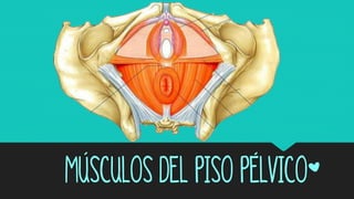 Músculos del piso pélvico*
 