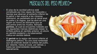 Músculos del piso pélvico*
• El piso de la cavidad pélvica está
constituido por tres capas de músculos y
fascias que abarcan el estrecho inferior de
la pelvis y dan soporte a las vísceras.
Asimismo, es penetrado por el canal anal,
la uretra y la vagina, que se abre en una
región en forma de diamante que se
encuentra entre los muslos, llamada
perineo, el cual se encuentra rodeado por
las siguientes marcas distintivas óseas: la
sínfisis púbica en sentido anterior, el cóccix
en sentido posterior y la tuberosidad
ciática en sentido lateral.
• El periné es la region del tronco inferior al
diafragma pelvico. Es una zona romboidal
que se extiende desde la sinfisis del pubis,
por delante, hasta el coxis, por detras; y
hasta las tuberosidades isquiaticas,
lateralmente.
 