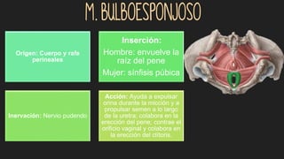 m. Bulboesponjoso
Origen: Cuerpo y rafe
perineales
:Inserción:
Hombre: envuelve la
raíz del pene
Mujer: sínfisis púbica
Inervación: Nervio pudendo
Acción: Ayuda a expulsar
orina durante la micción y a
propulsar semen a lo largo
de la uretra; colabora en la
erección del pene; contrae el
orificio vaginal y colabora en
la erección del clítoris.
 