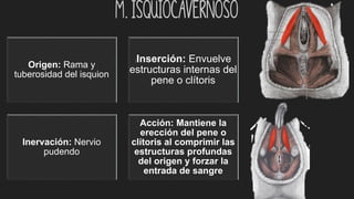 M. Isquiocavernoso
Origen: Rama y
tuberosidad del isquion
:Inserción: Envuelve
estructuras internas del
pene o clítoris
Inervación: Nervio
pudendo
Acción: Mantiene la
erección del pene o
clítoris al comprimir las
estructuras profundas
del origen y forzar la
entrada de sangre
 
