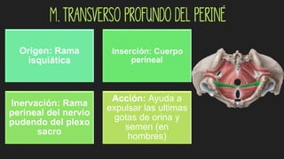 M. Transverso profundo del periné
Origen: Rama
isquiática
:Inserción: Cuerpo
perineal
Inervación: Rama
perineal del nervio
pudendo del plexo
sacro
Acción: Ayuda a
expulsar las ultimas
gotas de orina y
semen (en
hombres)
 