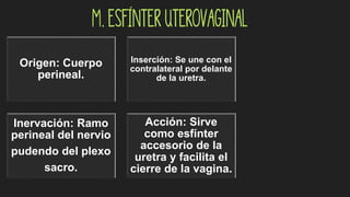 M. Esfínter uterovaginal
Origen: Cuerpo
perineal.
Inserción: Se une con el
contralateral por delante
de la uretra.
Inervación: Ramo
perineal del nervio
pudendo del plexo
sacro.
Acción: Sirve
como esfínter
accesorio de la
uretra y facilita el
cierre de la vagina.
 