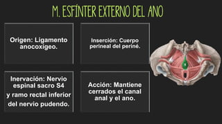 Origen: Ligamento
anocoxígeo.
Inserción: Cuerpo
perineal del periné.
Inervación: Nervio
espinal sacro S4
y ramo rectal inferior
del nervio pudendo.
Acción: Mantiene
cerrados el canal
anal y el ano.
M. Esfínter externo del ano
 