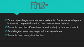 Fémur*
Es un hueso largo, voluminoso y resistente. Su forma se adapta a
la estación de pie (ortostática) que caracteriza al hombre.
Presenta una dirección oblicua de arriba abajo y de afuera adentro
Se distinguen en el un cuerpo y dos extremidades
Presenta tres caras y tres bordes
 