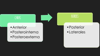Caras
•Anterior
•Posterointerna
•Posteroexterna
Bordes
•Posterior
•Laterales
 
