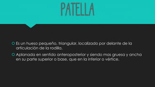 Patella
 Es un hueso pequeño, triangular, localizado por delante de la
articulación de la rodilla.
 Aplanada en sentido anteroposterior y siendo mas gruesa y ancha
en su parte superior o base, que en la inferior o vértice.
 