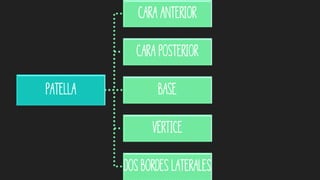 Patella
Cara anterior
Cara posterior
Base
Vértice
Dos bordes laterales
 