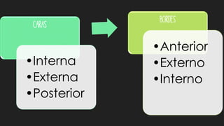 Caras
•Interna
•Externa
•Posterior
Bordes
•Anterior
•Externo
•Interno
 