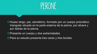 Peroné
Hueso largo, par, asimétrico, formado por un cuerpo prismático
triangular situado en la parte externa de la pierna, por afuera y
por detrás de la pierna.
Presenta un cuerpo y dos extremidades
Para su estudio presenta tres caras y tres bordes
 