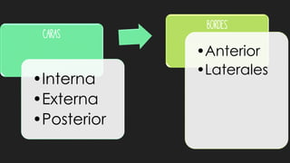 Caras
•Interna
•Externa
•Posterior
Bordes
•Anterior
•Laterales
 