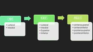 Caras
• Lateral
• Medial
Bordes
• Lateral
• Medial
• Superior
• Inferior
Ángulos
• anterosuperior
• anteroinferior
• posterosuperior
• posteroinferior.
 