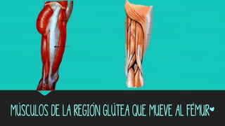 Músculos de la región glútea que mueve al fémur*
 