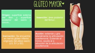 Glúteo Mayor*
Origen: superficie externa
del ilion y superficie
posterior del sacro y
cóccix..
Inserción: área posterior
del fémur.
Inervación: Se encuentra
en nervio glúteo inferior,
originado del plexo sacro
(L5, S1 y S2).
Acción: extiende y gira
lateralmente la articulación
coxofemoral. Extiende el
tronco, ayuda al a
aducción de la articulación
coxofemoral.
 