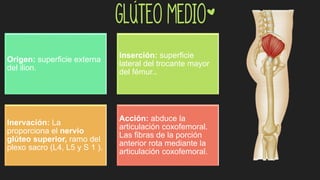 Glúteo Medio*
Origen: superficie externa
del ilion.
Inserción: superficie
lateral del trocante mayor
del fémur..
Inervación: La
proporciona el nervio
glúteo superior, ramo del
plexo sacro (L4, L5 y S 1 ).
Acción: abduce la
articulación coxofemoral.
Las fibras de la porción
anterior rota mediante la
articulación coxofemoral.
 