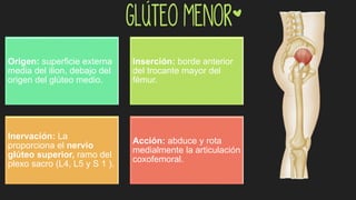 Glúteo Menor*
Origen: superficie externa
media del ilion, debajo del
origen del glúteo medio.
Inserción: borde anterior
del trocante mayor del
fémur.
Inervación: La
proporciona el nervio
glúteo superior, ramo del
plexo sacro (L4, L5 y S 1 ).
Acción: abduce y rota
medialmente la articulación
coxofemoral.
 