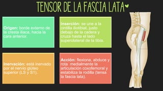 Tensor de la fascia lata*
Origen: borde externo de
la cresta iliaca, hacia la
cara anterior.
Inserción: se une a la
cintilla iliotibial, justo
debajo de la cadera y
cruza hasta el lado
superolateral de la tibia.
Inervación: está inervado
por el nervio glúteo
superior (LS y S1).
Acción: flexiona, abduce y
rota medialmente la
articulación coxofemoral y
estabiliza la rodilla (tensa
la fascia lata).
 