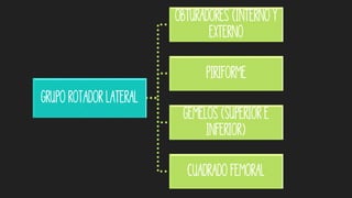 grupo rotador lateral
Obturadores (interno y
externo
piriforme
Gemelos (superior e
inferior)
Cuadrado Femoral
 