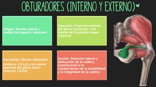 Obturadores (interno y externo)*
Origen: Bordes lateral y
medial del agujero obturado
Inserción: Fosa trocantérea
del fémur (externo); cara
medial del trocánter mayor
(interno)
Inervación: Nervio obturador
(externo: L3-L4) y un nervio
especial del plexo sacro
(interno: L5-S2)
Acción: Rotación lateral y
abducción de la cadera;
contribución a la
conservación de la estabilidad
y la integridad de la cadera.
 