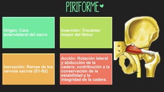 Piriforme*
Origen: Cara
anterolateral del sacro
Inserción: Trocánter
mayor del fémur
Inervación: Ramas de los
nervios sacros (S1-S2)
Acción: Rotación lateral
y abducción de la
cadera; contribución a la
conservación de la
estabilidad y la
integridad de la cadera.
 