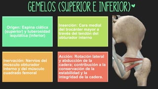 gemelos (superior e inferior)*
Origen: Espina ciática
(superior) y tuberosidad
isquiática (inferior)
Inserción: Cara medial
del trocánter mayor a
través del tendón del
obturador interno
Inervación: Nervios del
músculo obturador
interno y del músculo
cuadrado femoral
Acción: Rotación lateral
y abducción de la
cadera; contribución a la
conservación de la
estabilidad y la
integridad de la cadera.
 