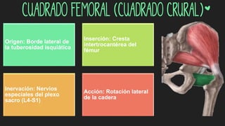 Cuadrado femoral (cuadrado crural)*
Origen: Borde lateral de
la tuberosidad isquiática
Inserción: Cresta
intertrocantérea del
fémur
Inervación: Nervios
especiales del plexo
sacro (L4-S1)
Acción: Rotación lateral
de la cadera
 