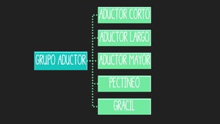 Grupo aductor
Aductor corto
Aductor largo
Aductor mayor
Pectíneo
Grácil
 